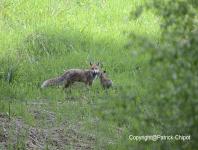 images/renard/renard-19-mai-2012-04 copie.jpg